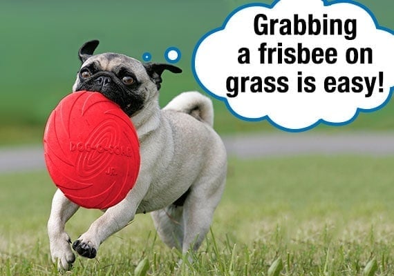 Pug retrieving a thrown Frisbee from grass in park