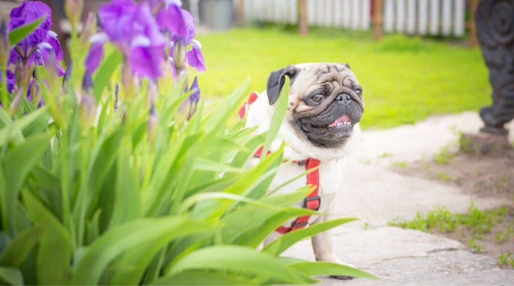 pug sitting behind iris bulbs outside on a path