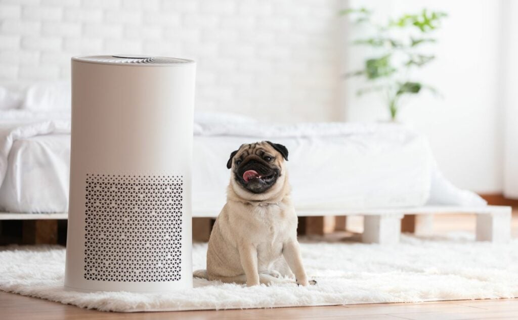 Pug sitting in front of an air purifier in living room.