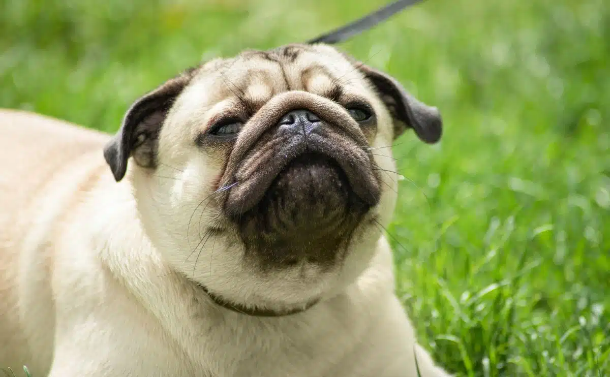 pug sitting in grass reverse sneezing