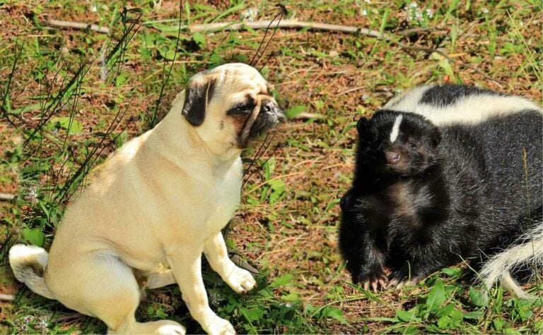 Is Your Dog About to Explode? How Long They Can Really Hold Their Pee