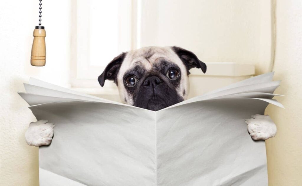 Pug sitting on toilet reading newspaper.