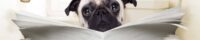 Pug sitting on toilet reading newspaper.