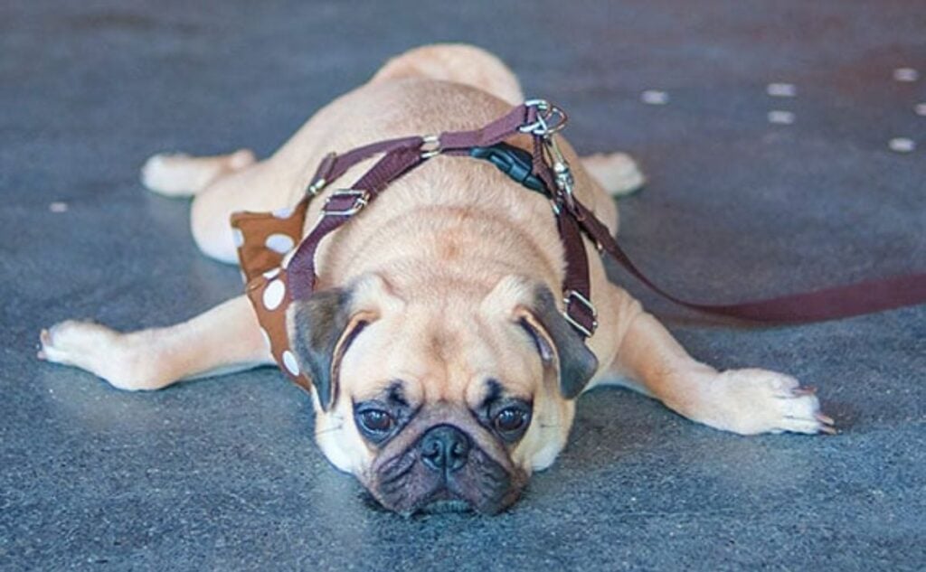 Pug tht slipped and fell on slippery floor tiles.