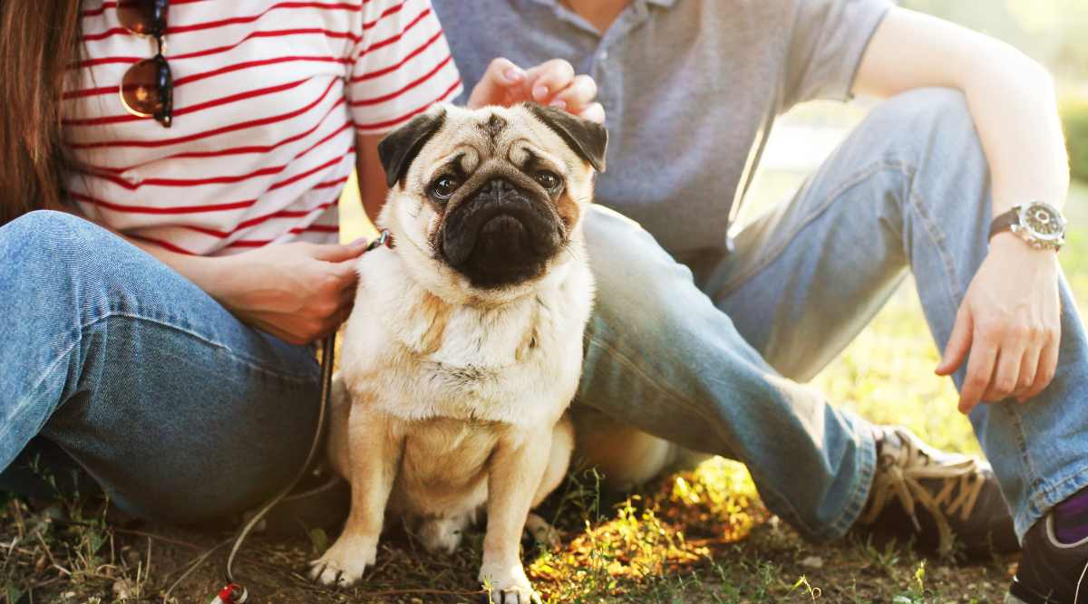 Pug with new family couple sitting on the ground.