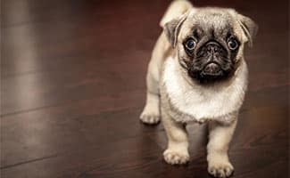 Puggle puppy