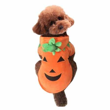 Pumpkin Dog Costume