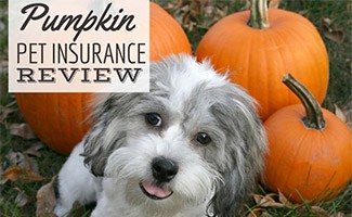 Dog with pumpkins (caption: Pumpkin Pet Insurance Review)