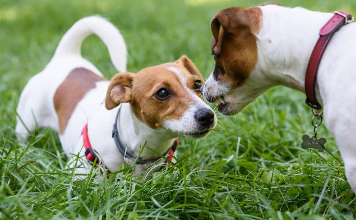 Two spotted terrier dogs looking at each other off leash one is growling and they are standing in tall grass on a sunny day