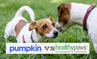 2 dogs staring at each other in the grass (Caption: Pumpkin vs Healthy Paws logos)