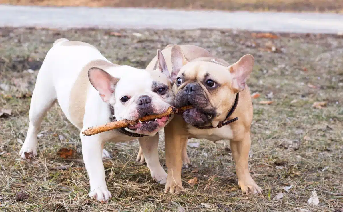 Two French Bulldogs fighting over a stick on a fall day outside in grassy area off leash