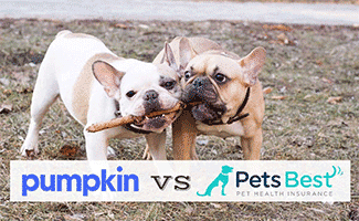 2 French Bulldogs fighting over a stick (Caption: Pumpkin vs Pets Best logos)