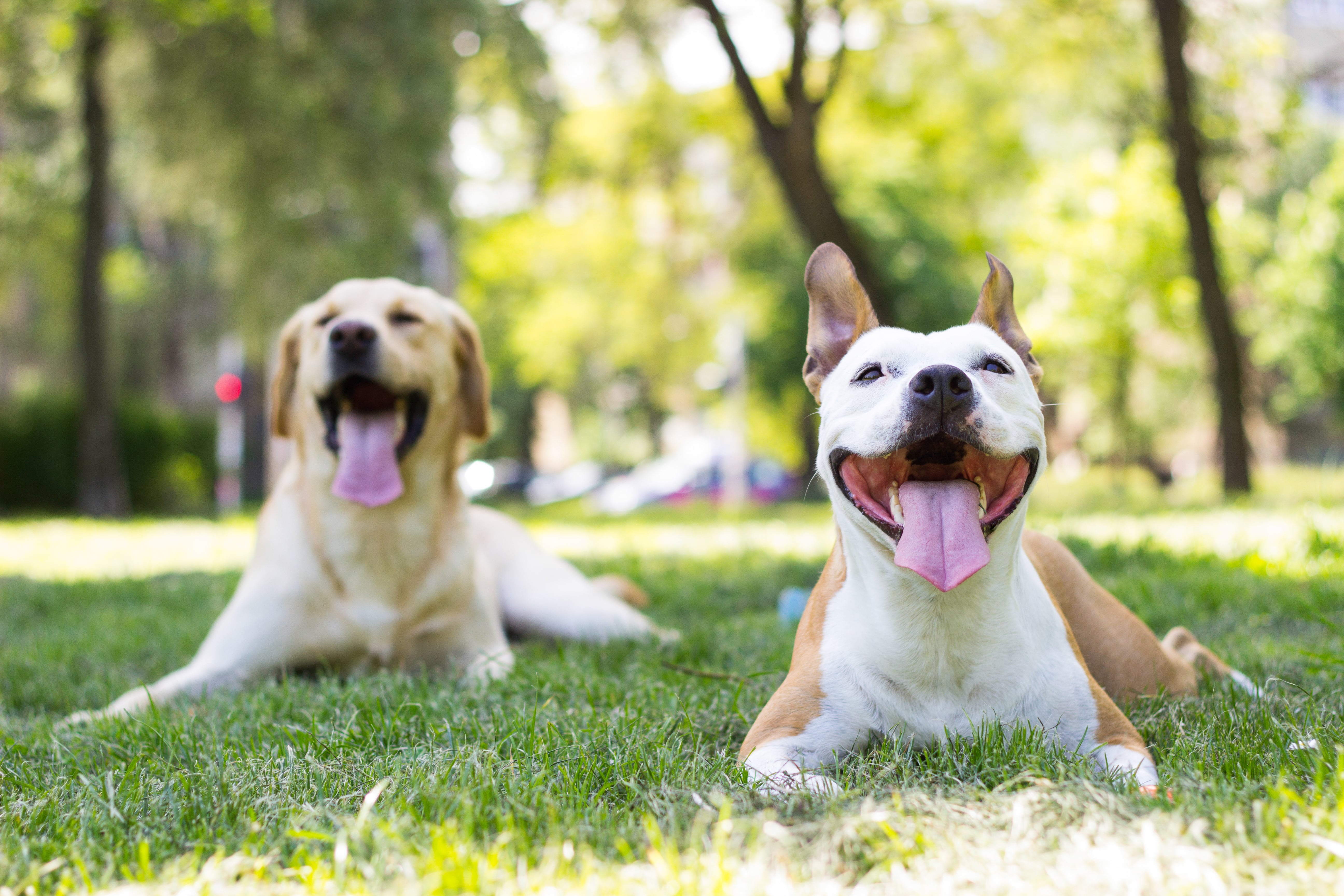 Golden lab and a Pitbull sitting in grassy park off leash smiling and looking at the camera