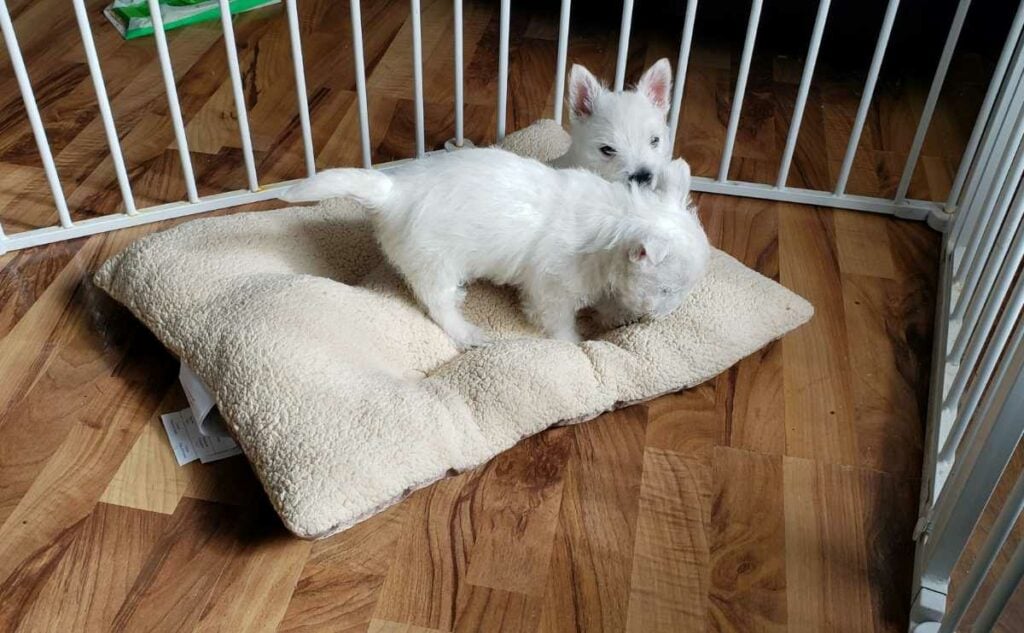 Puppies in a playpen inside on a pillow