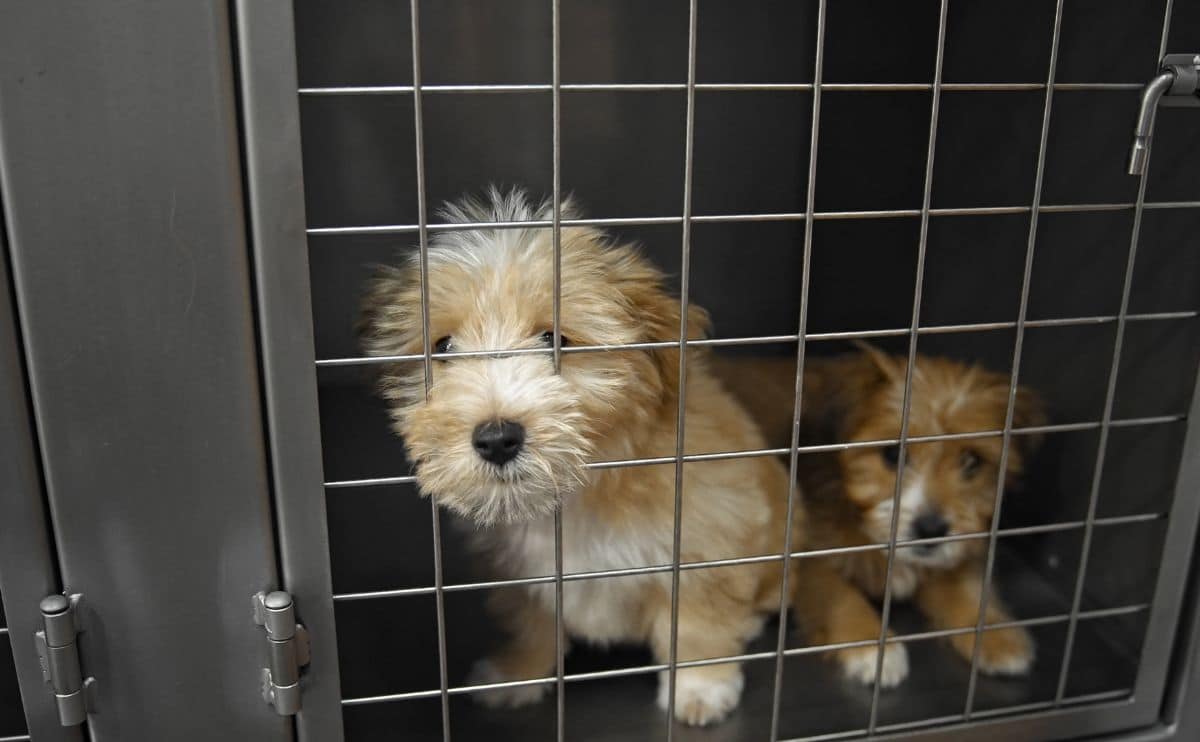 Puppies sitting in a cage in a shelter.