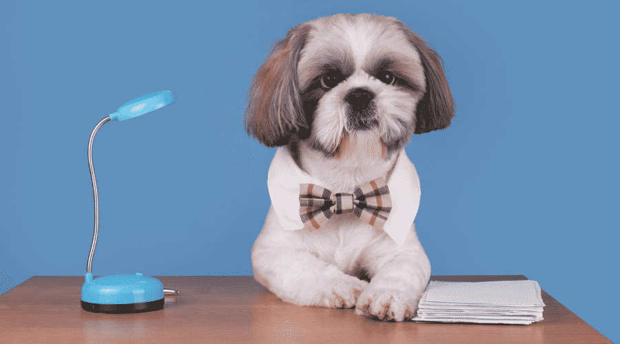 puppy Shih Tzu working in the office