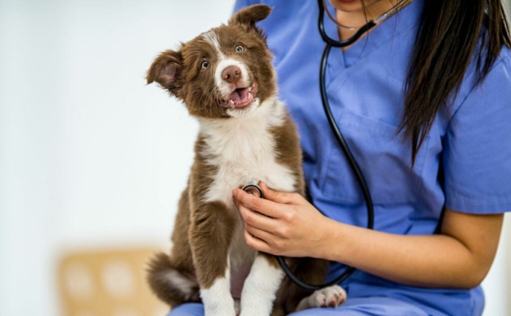 Puppy at the vet getting heart beat checked with a stethoscope.