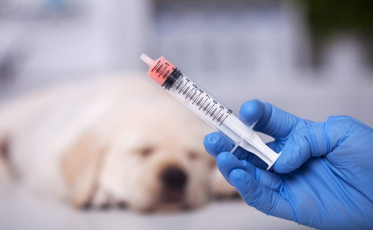 Puppy at the veterinary doctor to receive heartworm medication held by healthcare professional hand in a syringe.