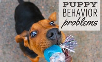 Puppy chewing on toy (Caption: Puppy Behavior Problems)