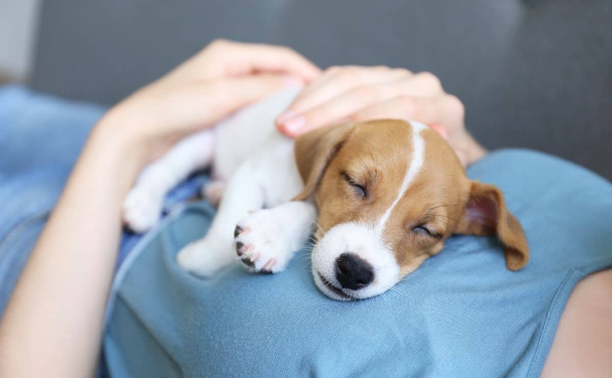 puppy breathing fast while sleeping on humans chest