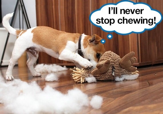 Puppy chewing a plush toy and pulling out pieces of stuffing