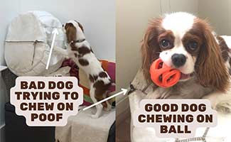 puppy chewing bad vs good jpg