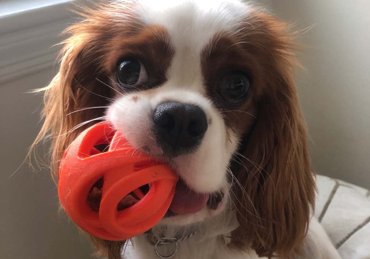 A puppy chewing on JW Pet Hol-ee Roller up close face.