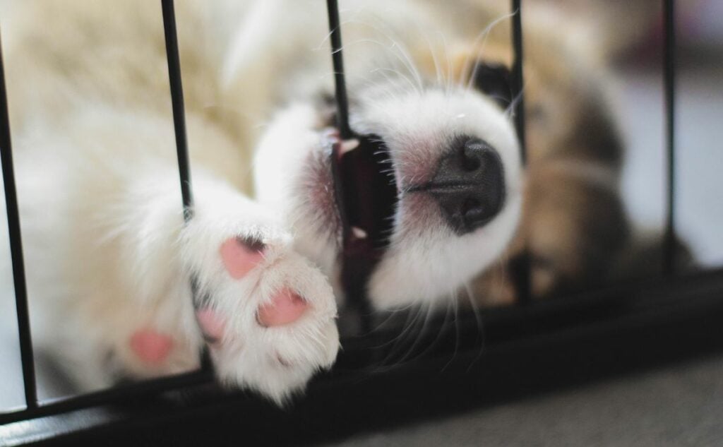 how long does puppy whining last