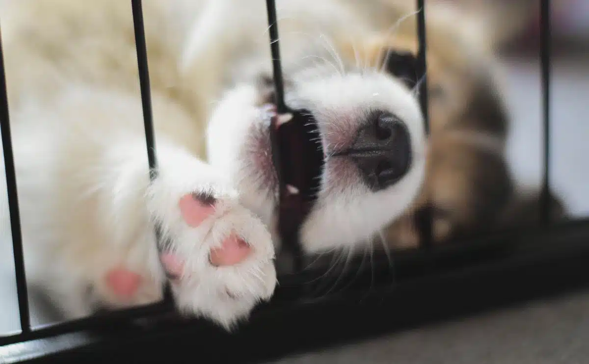 Dog crying in best sale crate at night