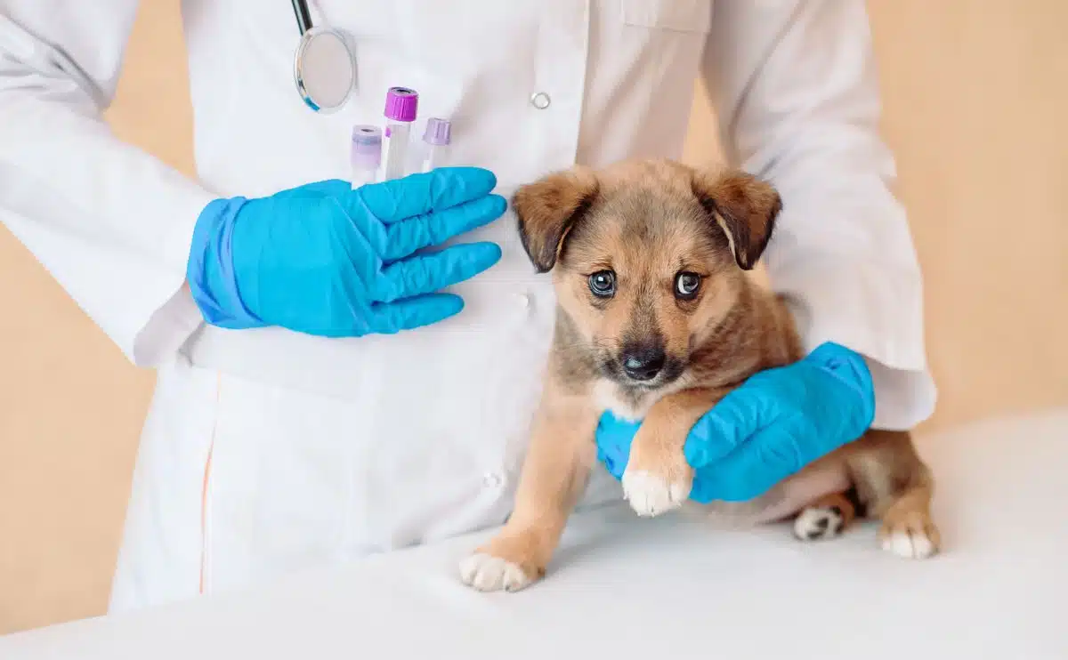 Vet doctor holding test tubes with vaccine near cute little mongrel dog in clinic