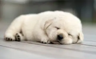 Small white puppy on ground dreaming