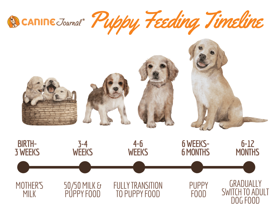 Puppy feeding timeline.