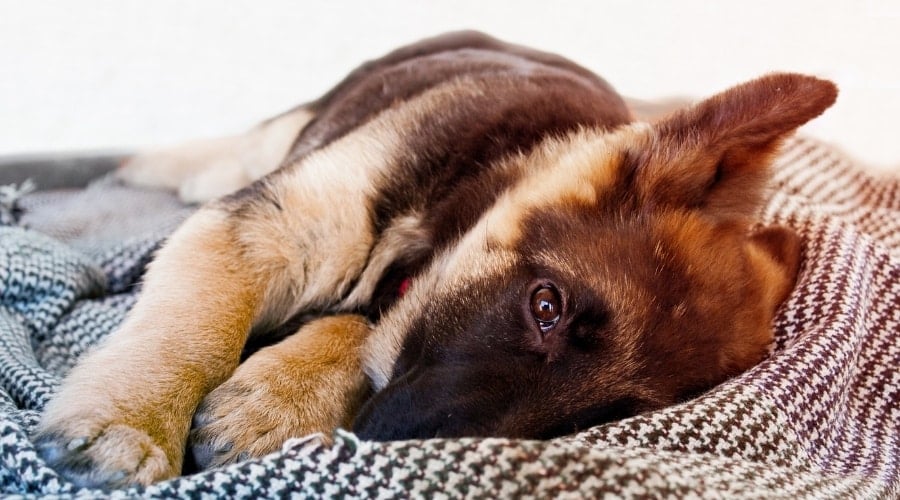 German Shepherd Puppy Laying on Blanket