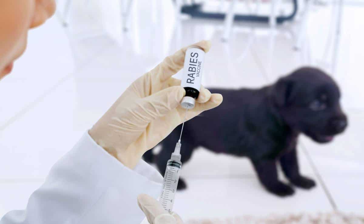 at what age should puppies get their first shots