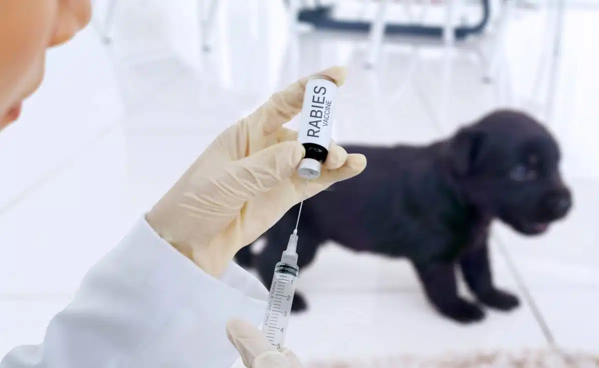 what ages do puppies get shots