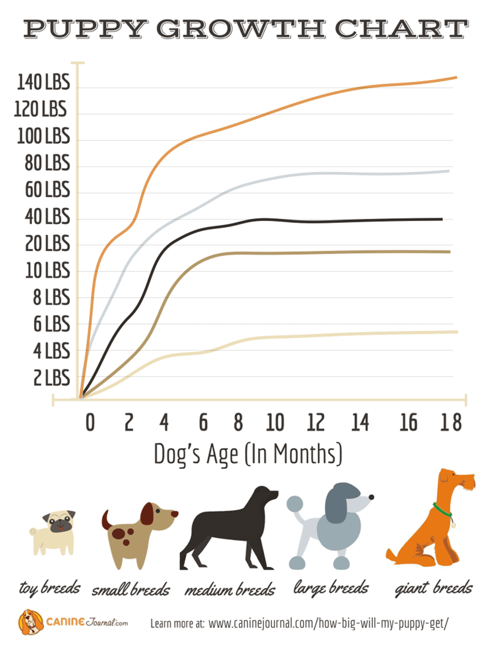 how large will my puppy be