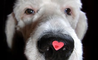 White dog with a red heart of its nose