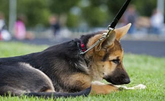 Puppy in Park on Leash