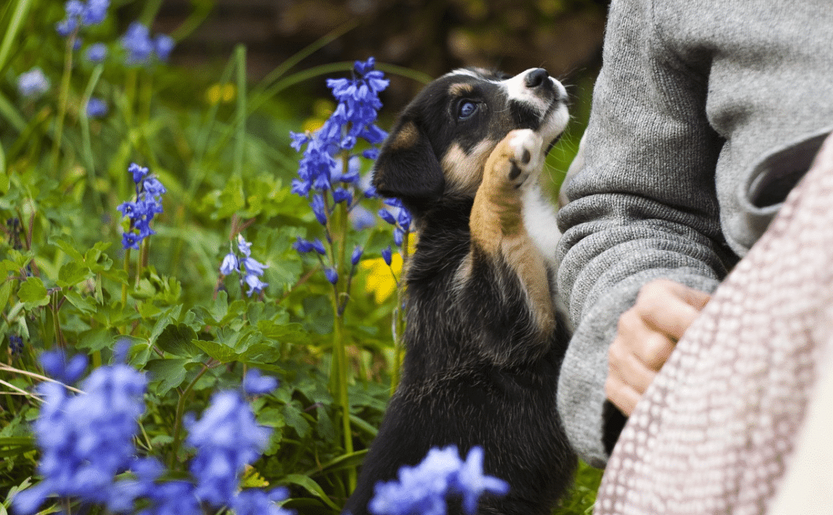 Puppy playing in lavender field with person.