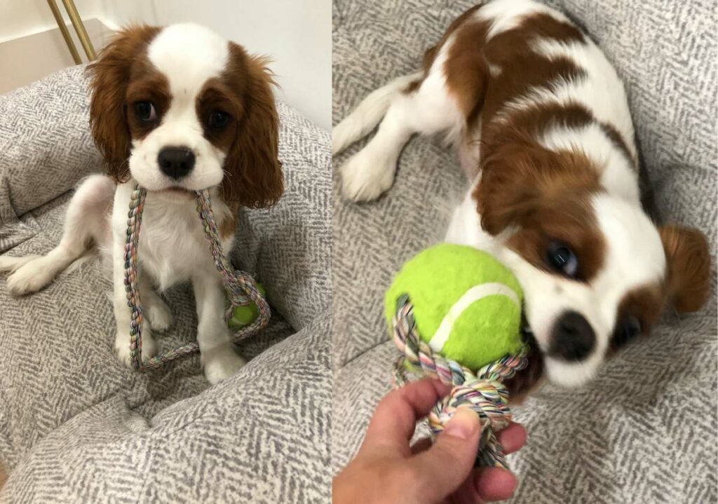 How Much Exercise Does a Puppy Need? Puppy playing with Zanies Figure 8 Rope and Tennis Ball.