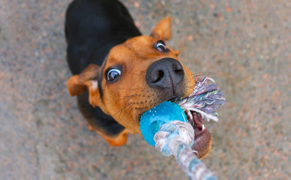 puppy pulling on a chew toy