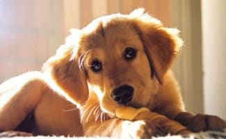 Puppy chewing on rawhide bone