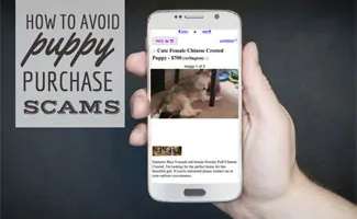 Man holding smartphone with Craiglist ad for puppy (caption: How To Avoid Puppy Purchase Scams)