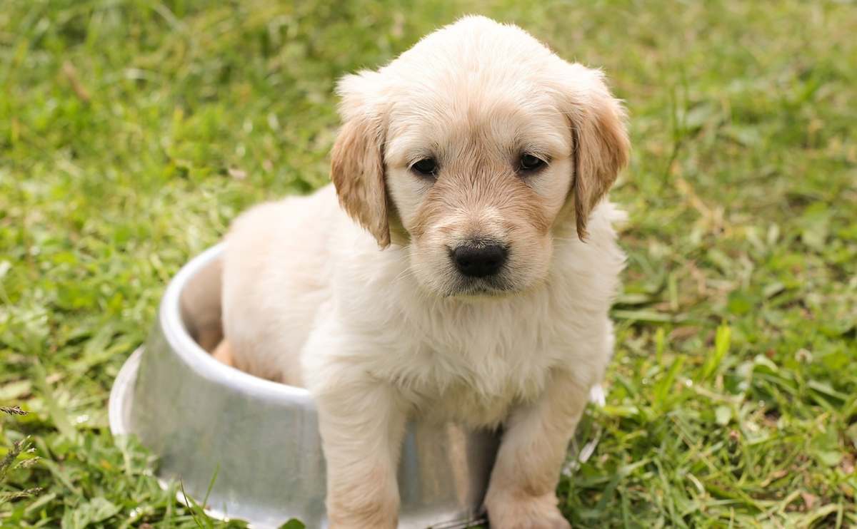 Pppy sitting in a dog bowl in the grass.