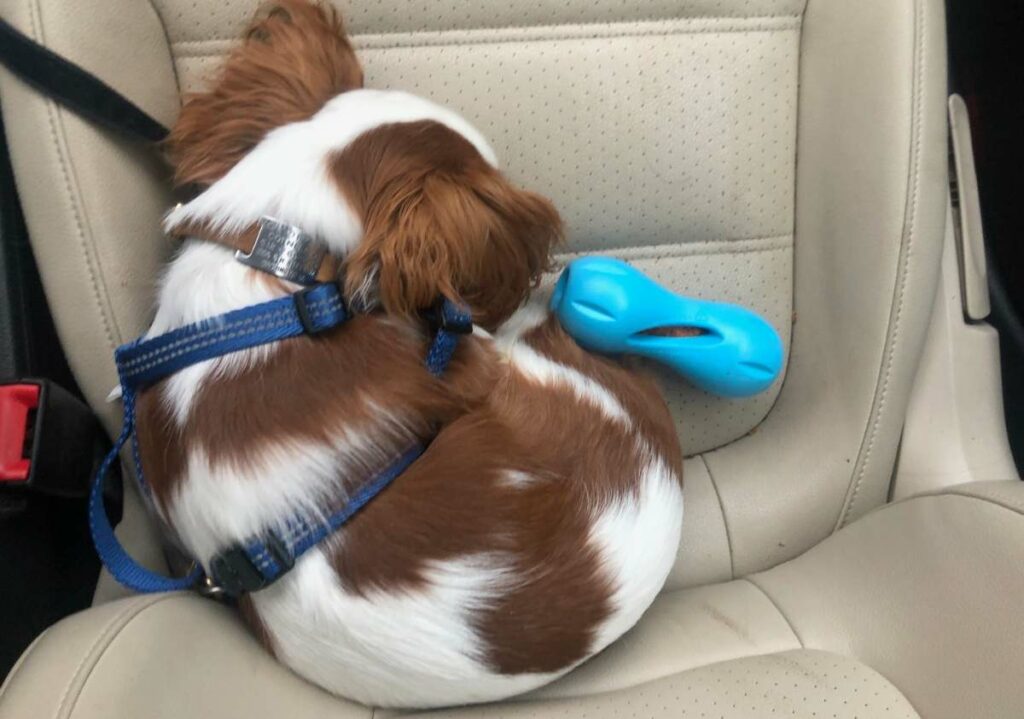 Puppy sleeping next to West Paw Zogoflex Qwizl Puzzle.