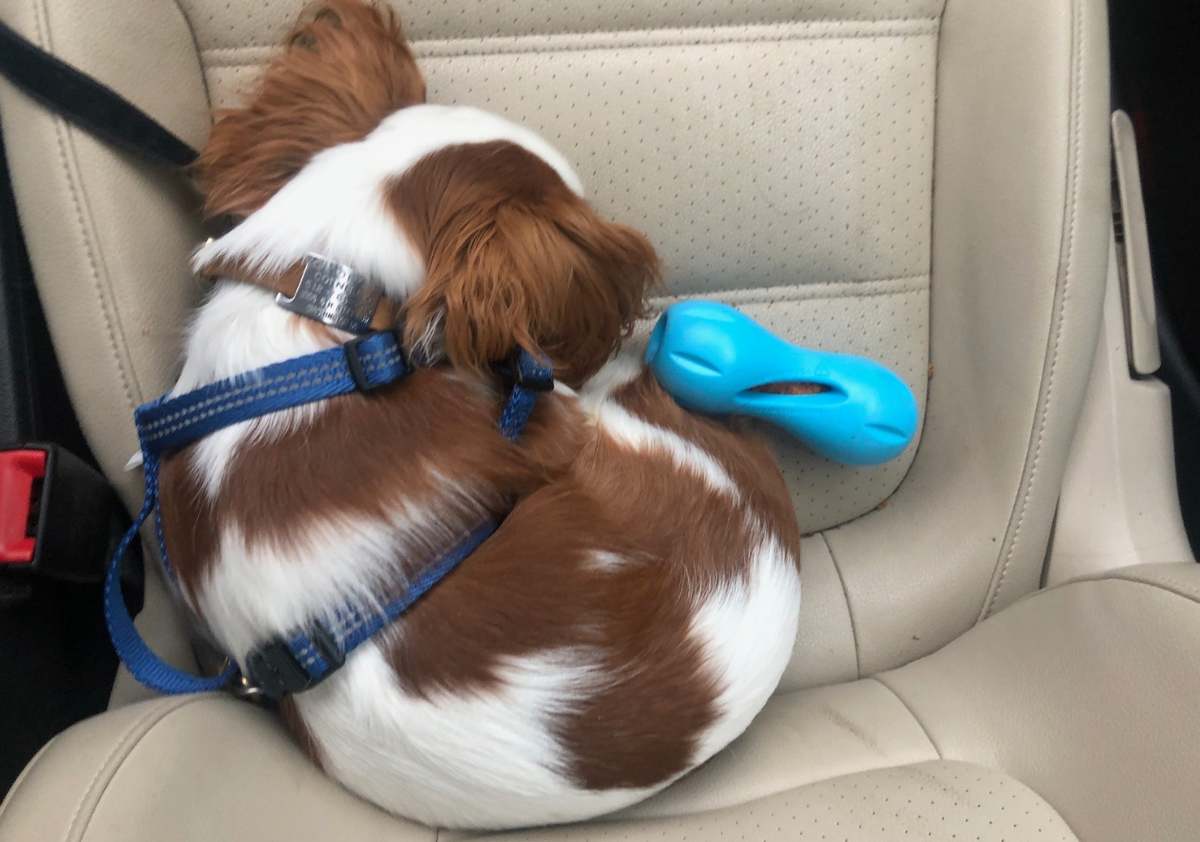 Puppy sleeping next to West Paw Zogoflex Qwizl Puzzle.