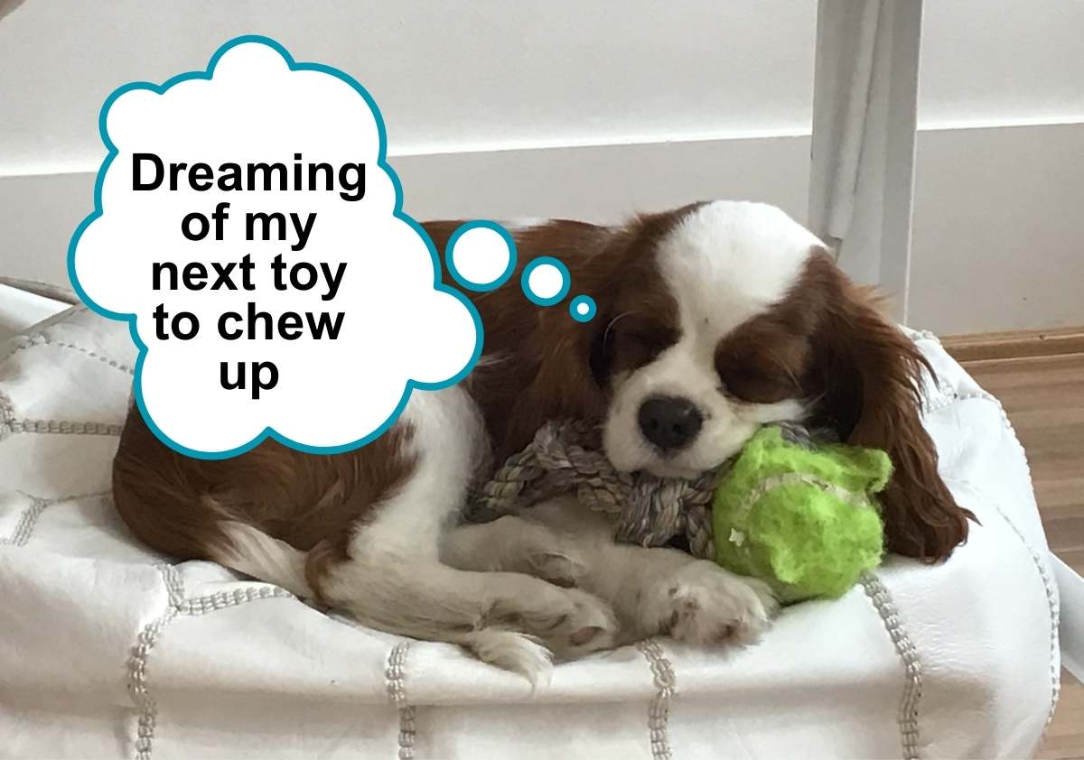 A puppy sleeping next to Zanies Figure 8 Rope and Tennis Ball with speech bubble that says