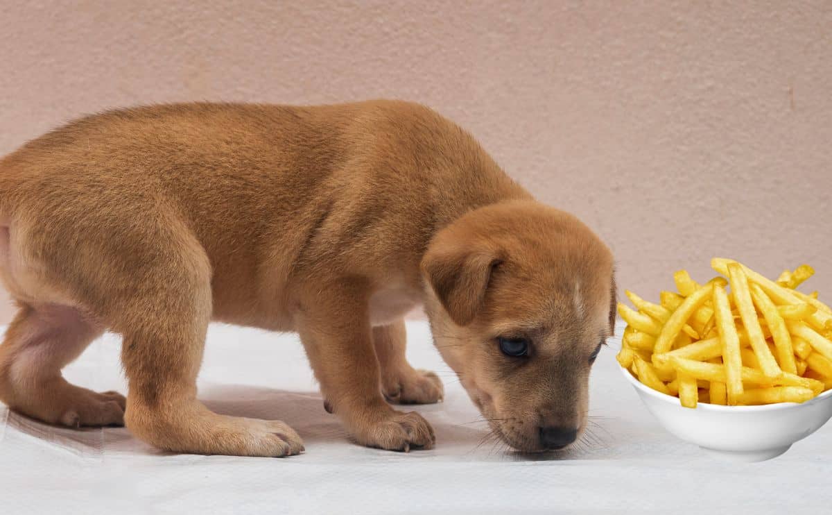 Puppy sniffing a bowl of french fries.