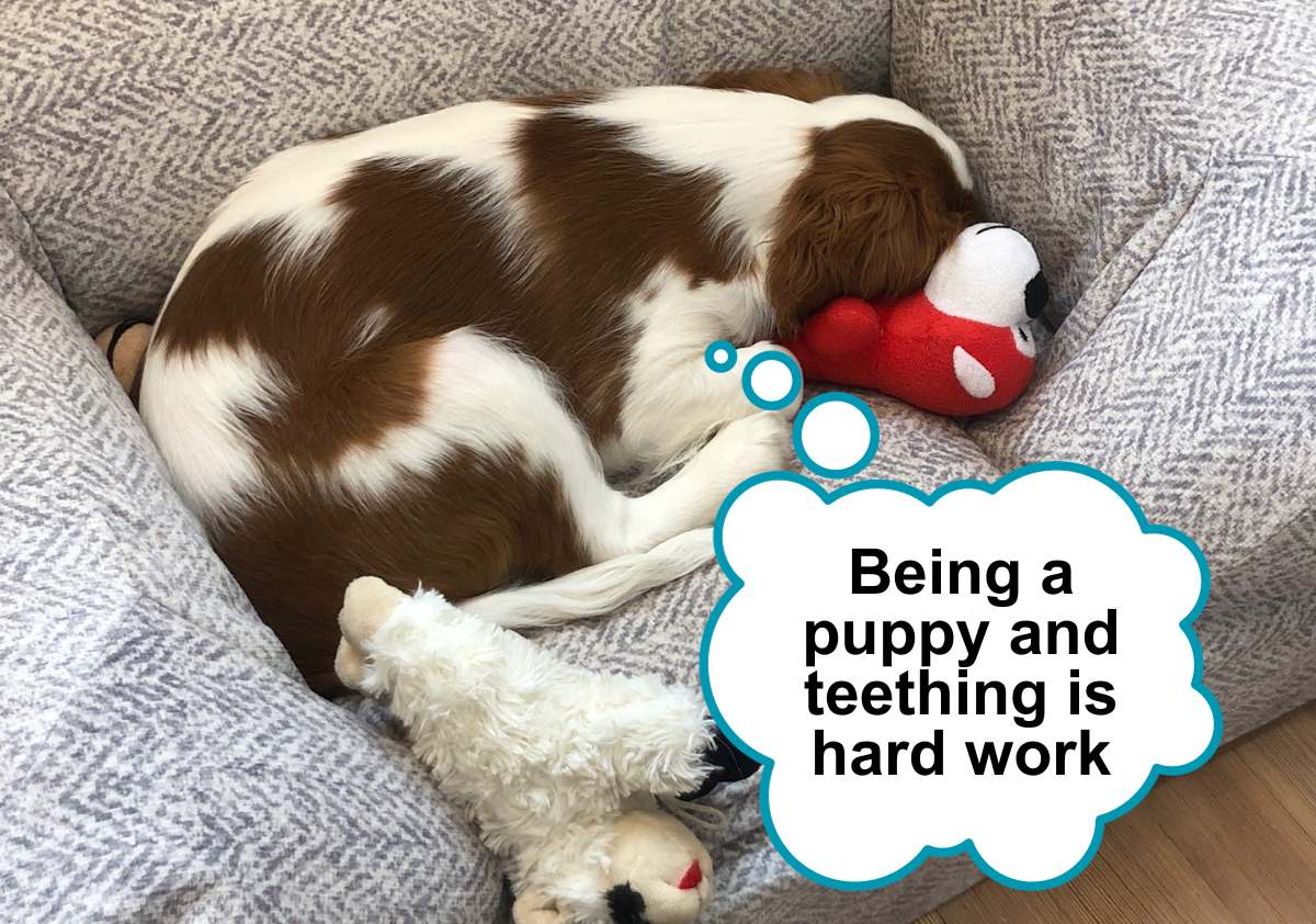 A puppy snuggled up with teething toys in dog bed with speech bubble that says