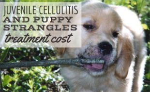 hip dysplasia surgery cost canine hip dysplasia surgery isn t the only option caninejournal hip dysplasia surgery cost canine hip dysplasia surgery isn t the only option caninejournal